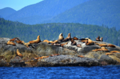 seal